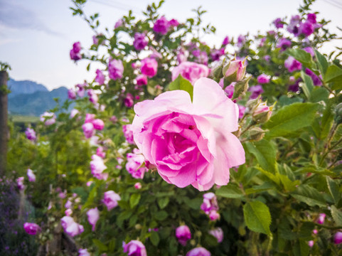 月季花開(kāi)