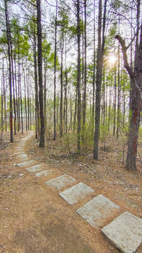 公園小路