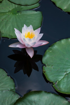 重慶大學(xué)虎溪校區(qū)池塘睡蓮花盛開