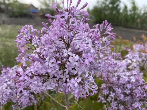 丁香花