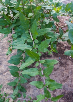 茄科植物枸杞枝葉