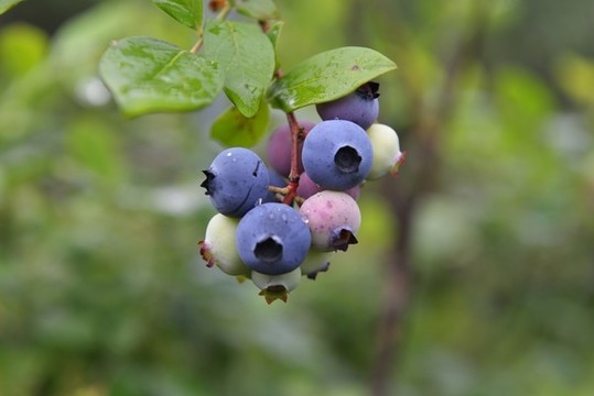 藍莓園藍莓果