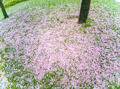 小區(qū)綠化景觀