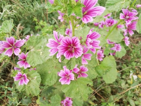 錦葵花