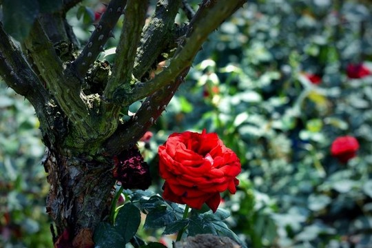 月季花