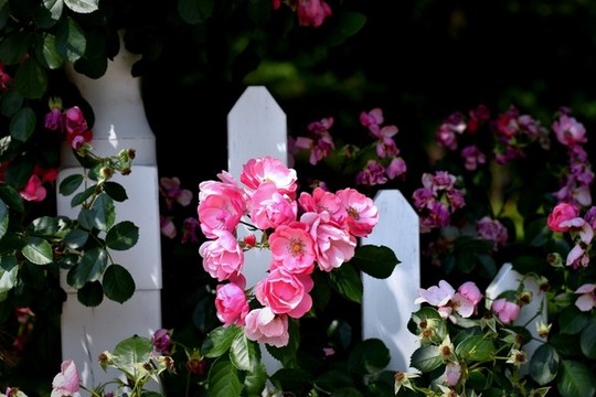 鮮花柵欄