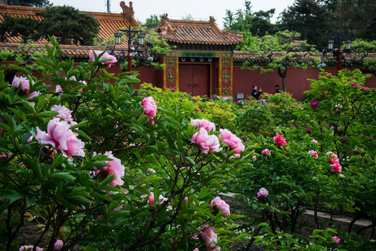 景山公園牡丹花