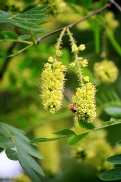 皂莢樹花