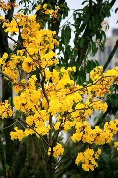 黃鐘木