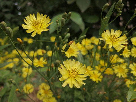 黃色小野菊花
