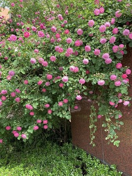 院中一角的花樹