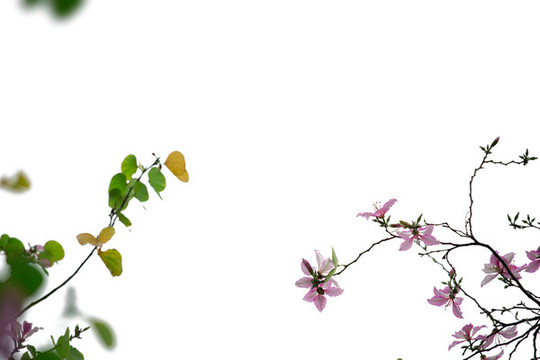 宮粉紫荊
