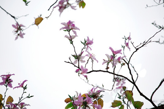 宮粉紫荊