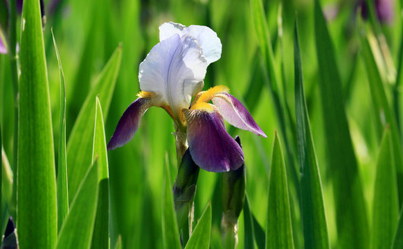 鳶尾花
