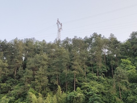 樹