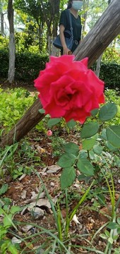玫瑰花