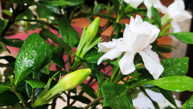 梔子花