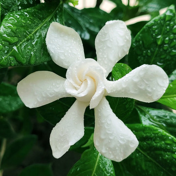 梔子花特寫(xiě)