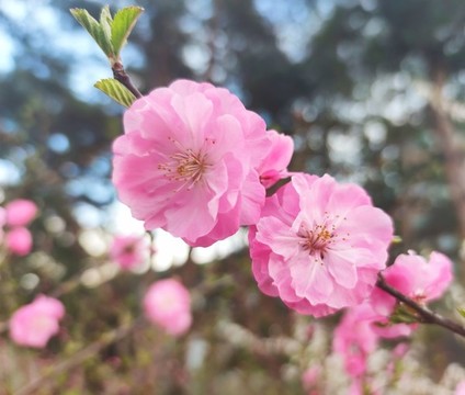 榆葉梅