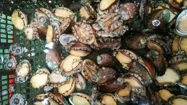 鮑魚(yú)