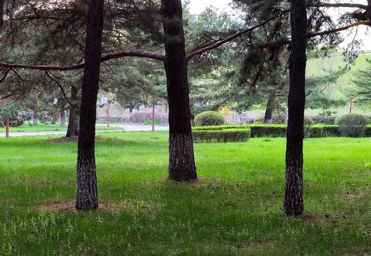 林蔭