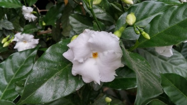 梔子花