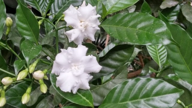 梔子花