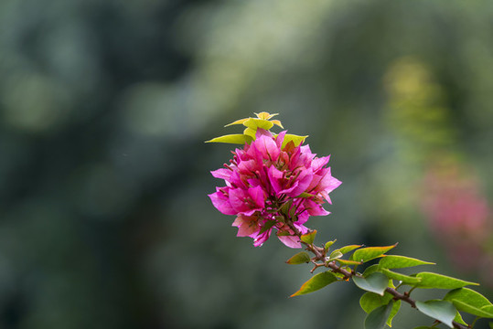 葉子花