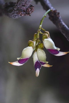 禾雀花