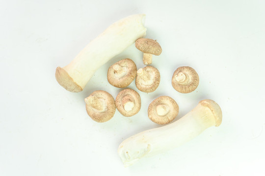蘑菇