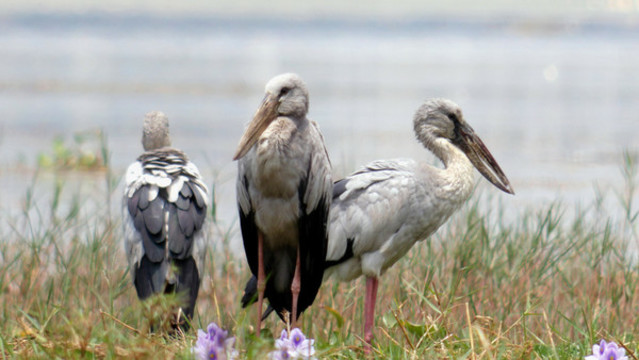 蒙自長橋海常見野生鳥類