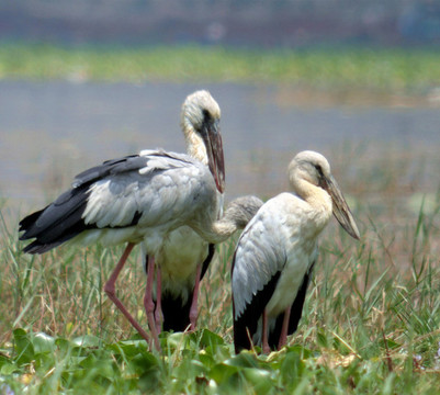 蒙自長橋海常見野生鳥類