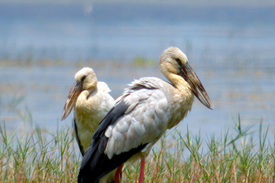 蒙自長橋海常見野生鳥類
