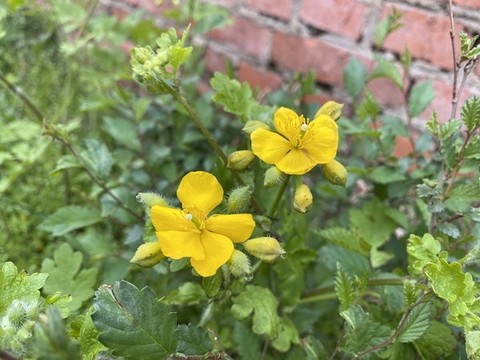 白屈菜