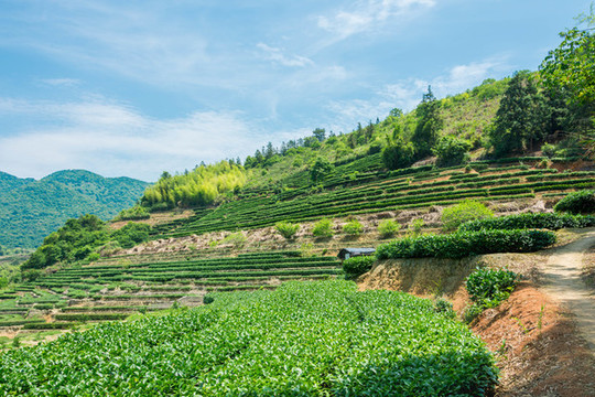 南靖梯田茶山
