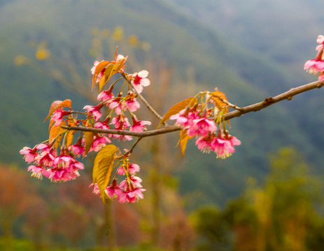 一花一世界
