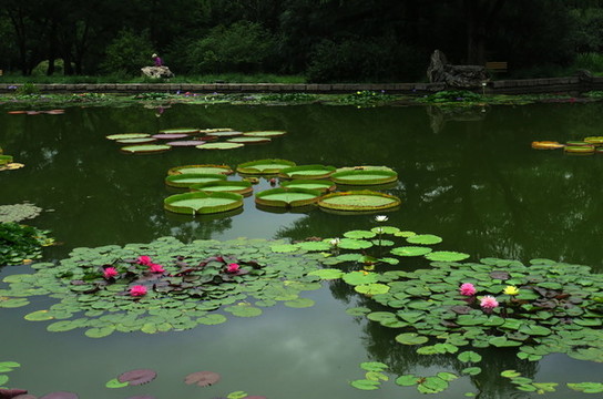 南植蓮花