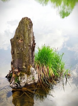 枯樹(shù)樁