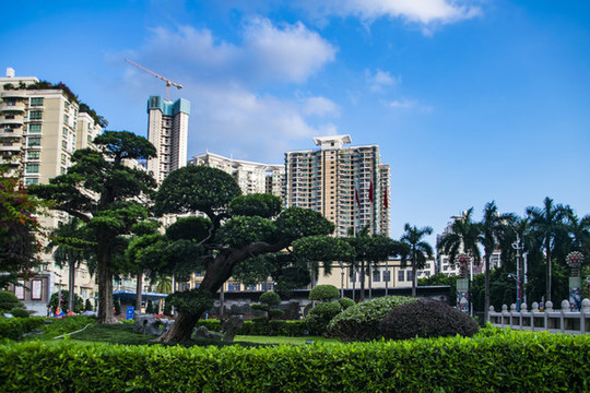 園林綠植