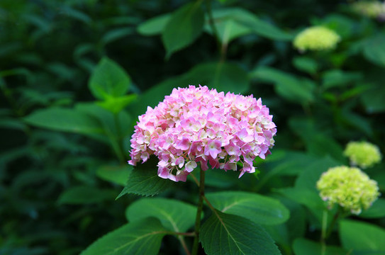 繡球花