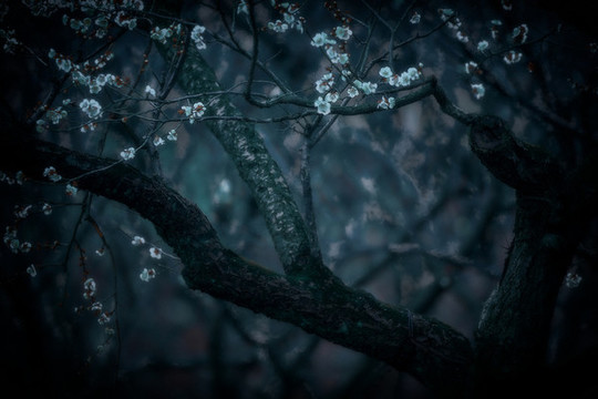 梅花