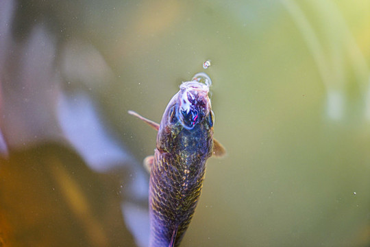 水中水面的小魚