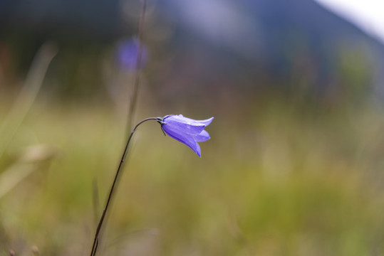 藍(lán)色鈴鐺花