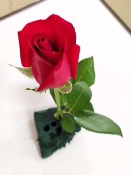 一枝玫瑰花