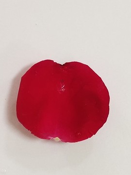 花瓣特寫