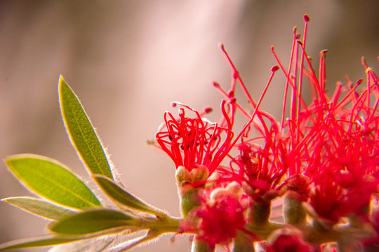 紅千層花特寫