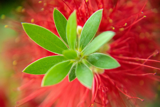 紅千層花特寫(xiě)