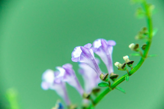 特寫半枝蓮