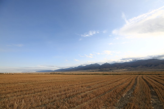 天山麥地
