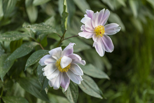 芍藥花